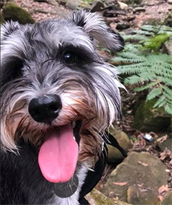 Dog with tongue out