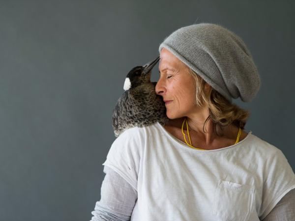 Penguin the rescued magpie sitting on the shoulder of Sam Bloom.