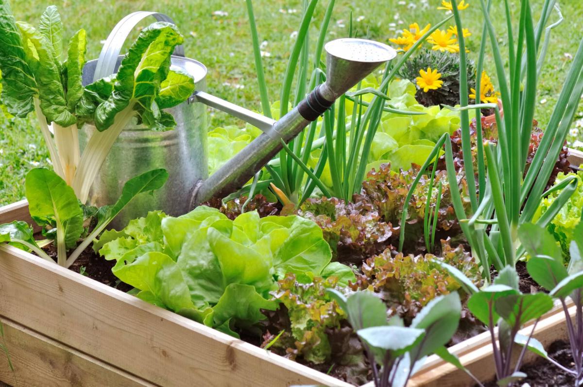 Vegie gardeb with watering can